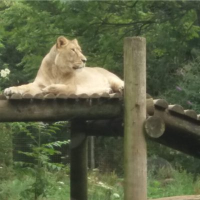 Lions at West Midlands Safari Park